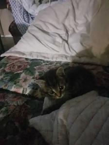 2 Female Kittens – $25 Each - Photo 2