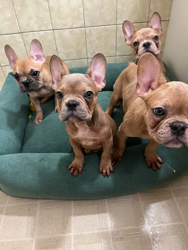French bulldogs for sale!