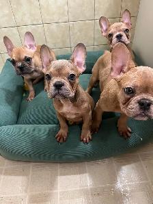 French bulldogs for sale!