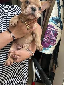 French bulldogs for sale! - Photo 2