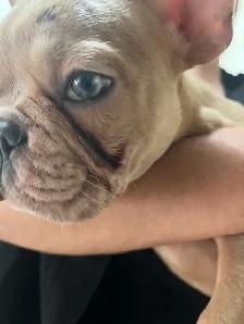 French bulldogs for sale! - Photo 3