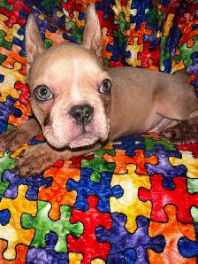 French bulldogs for sale! - Photo 4