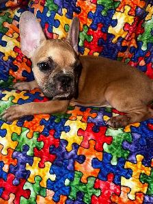 French bulldogs for sale! - Photo 5