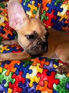 French bulldogs for sale! - Photo 6