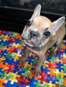 French bulldogs for sale! - Photo 7
