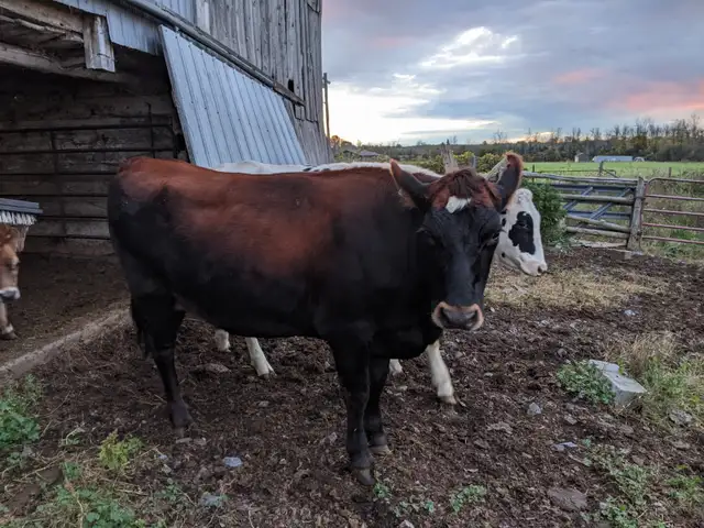 Angus/Jersey Cross Heifer