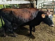 Angus/Jersey Cross Heifer - Photo 2