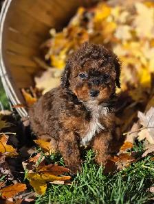Goldendoodle 15 lb