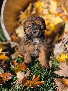 Goldendoodle 15 lb - Photo 2