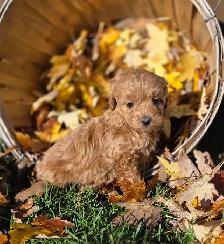 Goldendoodle 15 lb - Photo 3
