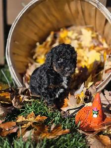 Goldendoodle 15 lb - Photo 4