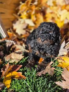 Goldendoodle 15 lb - Photo 5