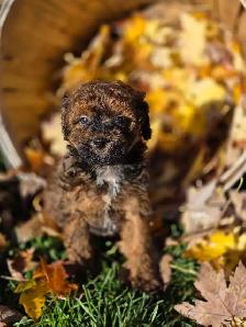 Goldendoodle 15 lb - Photo 6