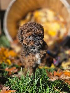 Goldendoodle 15 lb - Photo 7