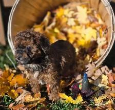 Goldendoodle 15 lb - Photo 8