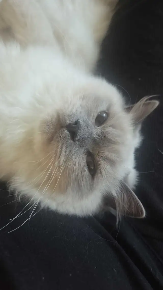 Handsome Male Ragdoll