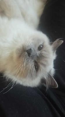 Handsome Male Ragdoll
