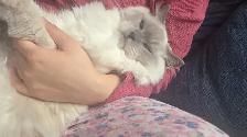Handsome Male Ragdoll - Photo 2