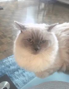 Handsome Male Ragdoll - Photo 3