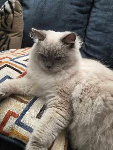 Handsome Male Ragdoll - Photo 4
