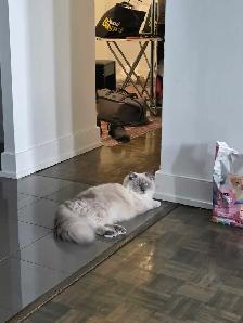 Handsome Male Ragdoll - Photo 5