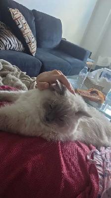 Handsome Male Ragdoll - Photo 6