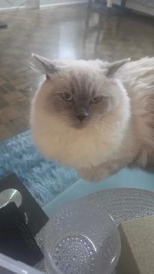 Handsome Male Ragdoll - Photo 7