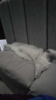 Handsome Male Ragdoll - Photo 8
