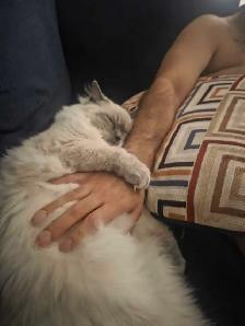 Handsome Male Ragdoll - Photo 9