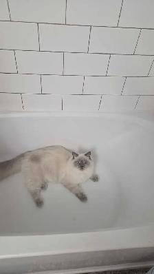 Handsome Male Ragdoll - Photo 10
