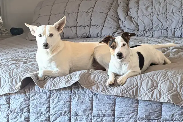 looking to rehome my two boys