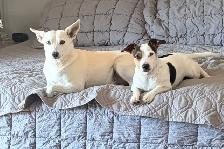 looking to rehome my two boys