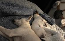 looking to rehome my two boys - Photo 2
