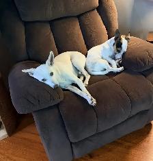 looking to rehome my two boys - Photo 3