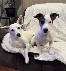 looking to rehome my two boys - Photo 4
