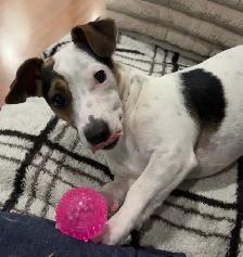 looking to rehome my two boys - Photo 6