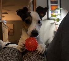 looking to rehome my two boys - Photo 7