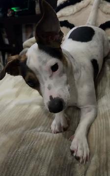 looking to rehome my two boys - Photo 8