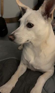 looking to rehome my two boys - Photo 9