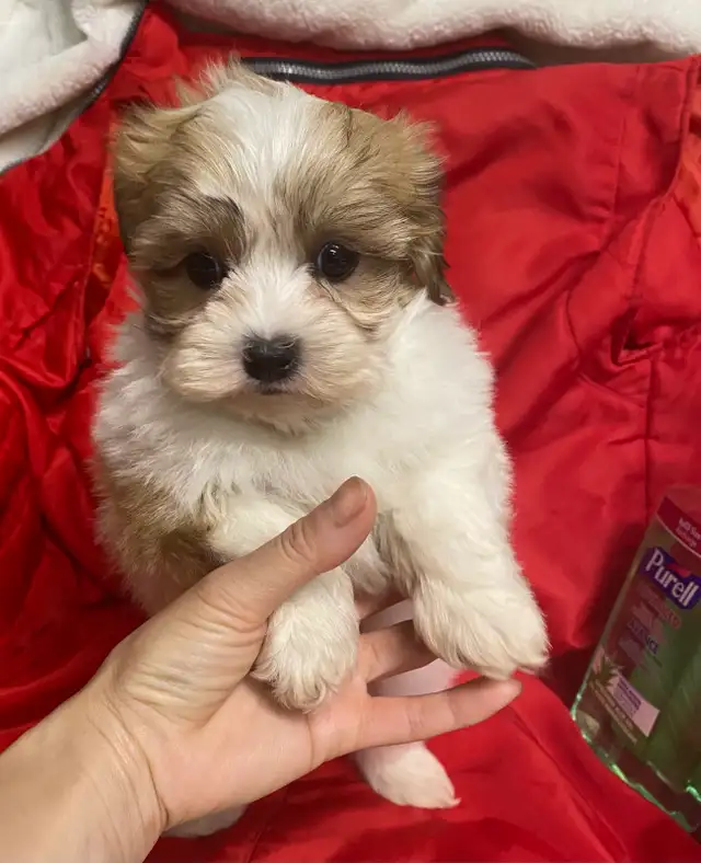 Ready. Super cute Maltese poodle boy. Nonshedding. Hypoalle