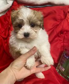 Ready. Super cute Maltese poodle boy. Nonshedding. Hypoalle