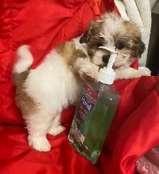 Ready. Super cute Maltese poodle boy. Nonshedding. Hypoalle - Photo 2
