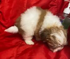 Ready. Super cute Maltese poodle boy. Nonshedding. Hypoalle - Photo 3