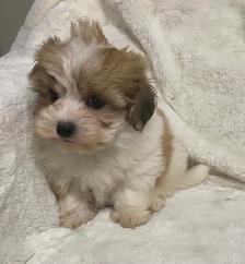 Ready. Super cute Maltese poodle boy. Nonshedding. Hypoalle - Photo 4