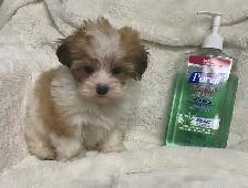 Ready. Super cute Maltese poodle boy. Nonshedding. Hypoalle - Photo 5