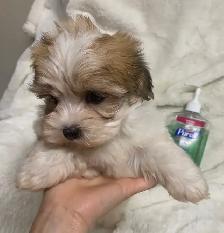 Ready. Super cute Maltese poodle boy. Nonshedding. Hypoalle - Photo 6