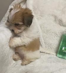 Ready. Super cute Maltese poodle boy. Nonshedding. Hypoalle - Photo 7