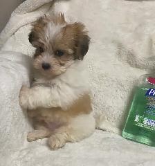Ready. Super cute Maltese poodle boy. Nonshedding. Hypoalle - Photo 8