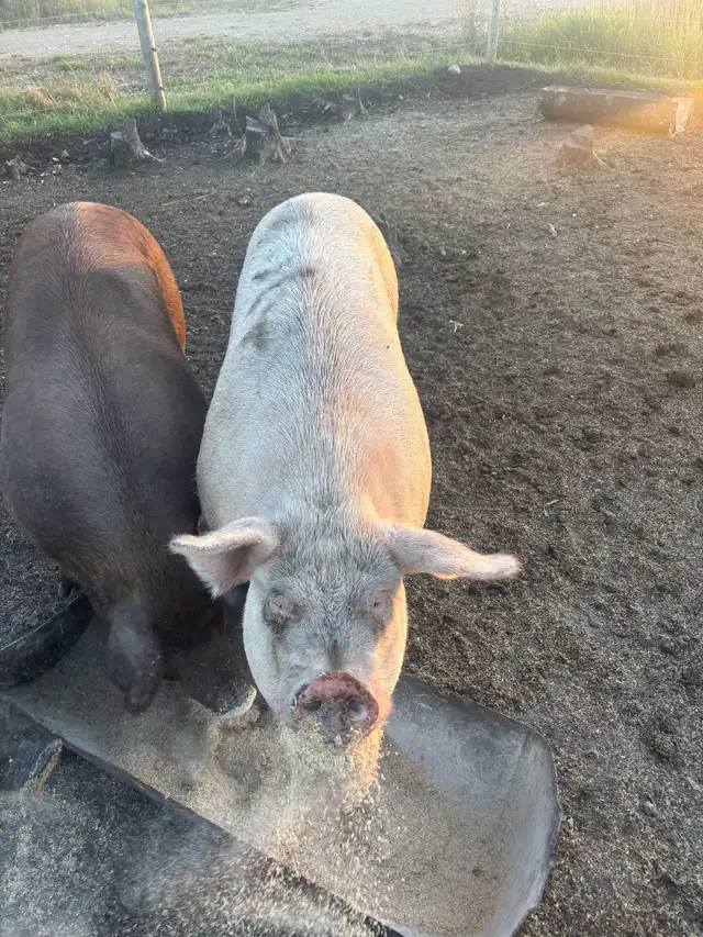 pink sausage sow