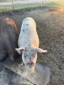 pink sausage sow